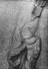 FemCirc1.gif (44 KB)